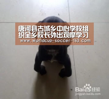 唐河县古城乡中心学校组织全乡校长外出观摩学习:世界杯直播(图2) 世界杯直播